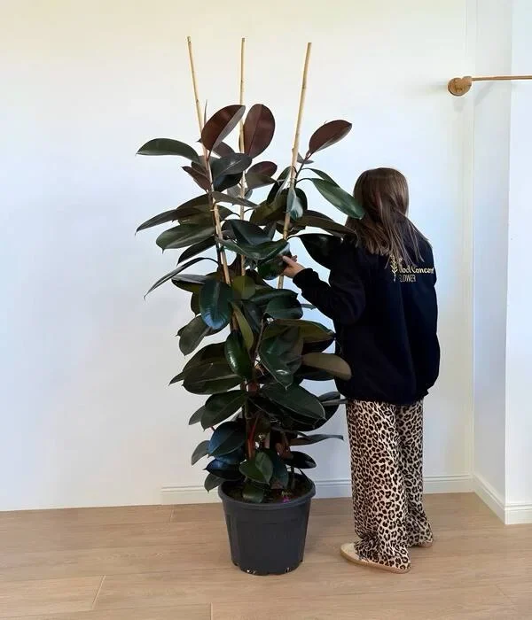 Üç Koklu Ficus Kauçuk Bitkisi 170 CM